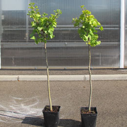 Ginkgo biloba 'Mariken'